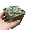 thumbnail image 5 of Variegated Butterfly Agave Succulent (3.5"+ Plastic Pot) - Tiny, Lovely, Easy to Care Succulent for Beginners - Live Healthy Succulent for Home Office - Best Trailing Indoor Plant, 5 of 9