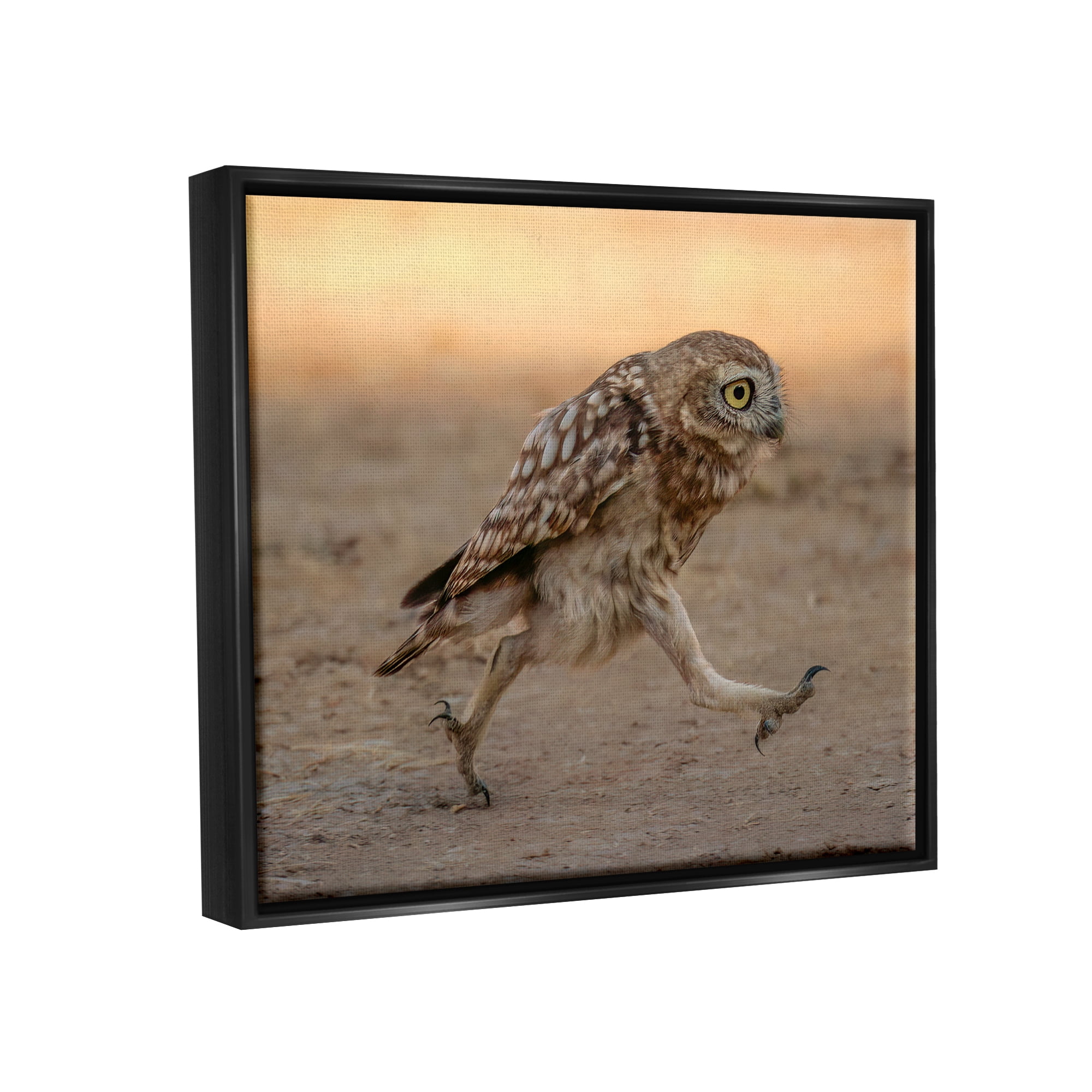 Stupell Industries Rushing Little Owl Animals & Insects Photography Black Floater Framed Canvas Art Print Wall Art, 31 x 25
