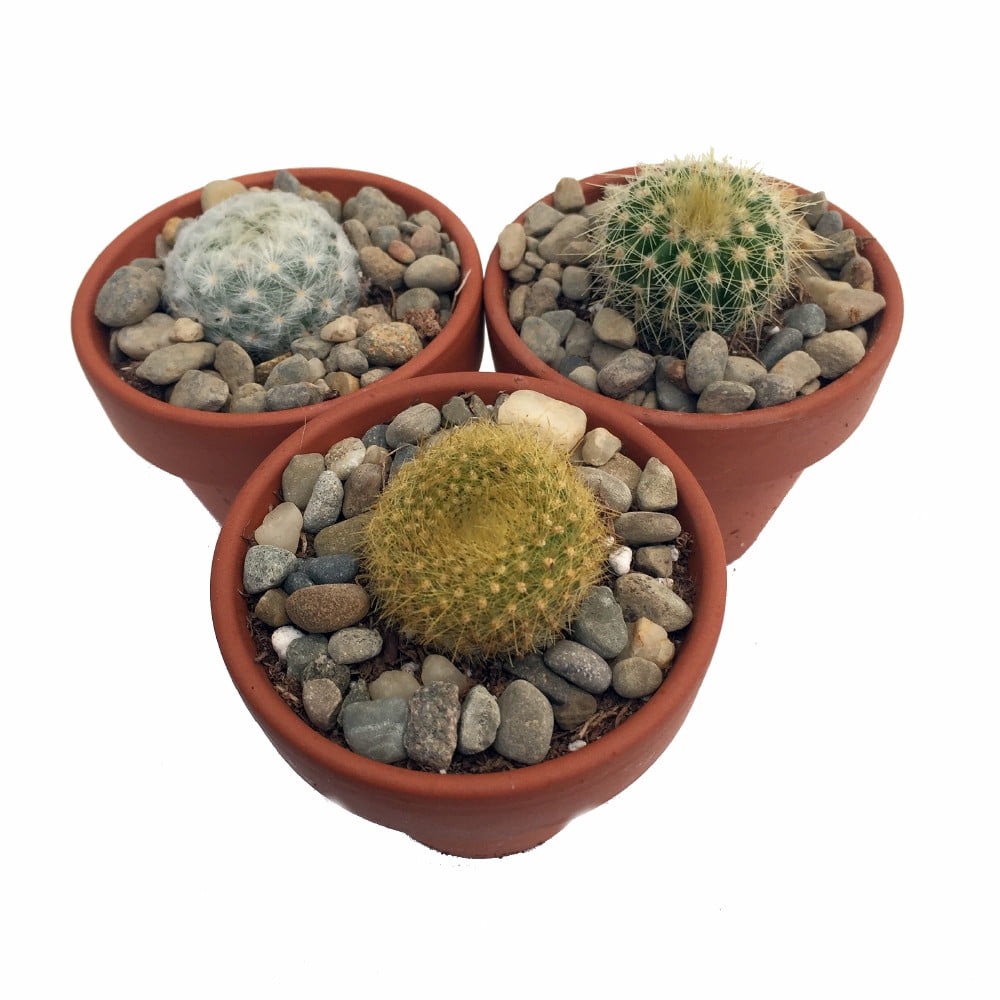 Instant Cactus Collection 3 Different Plants 2" pots