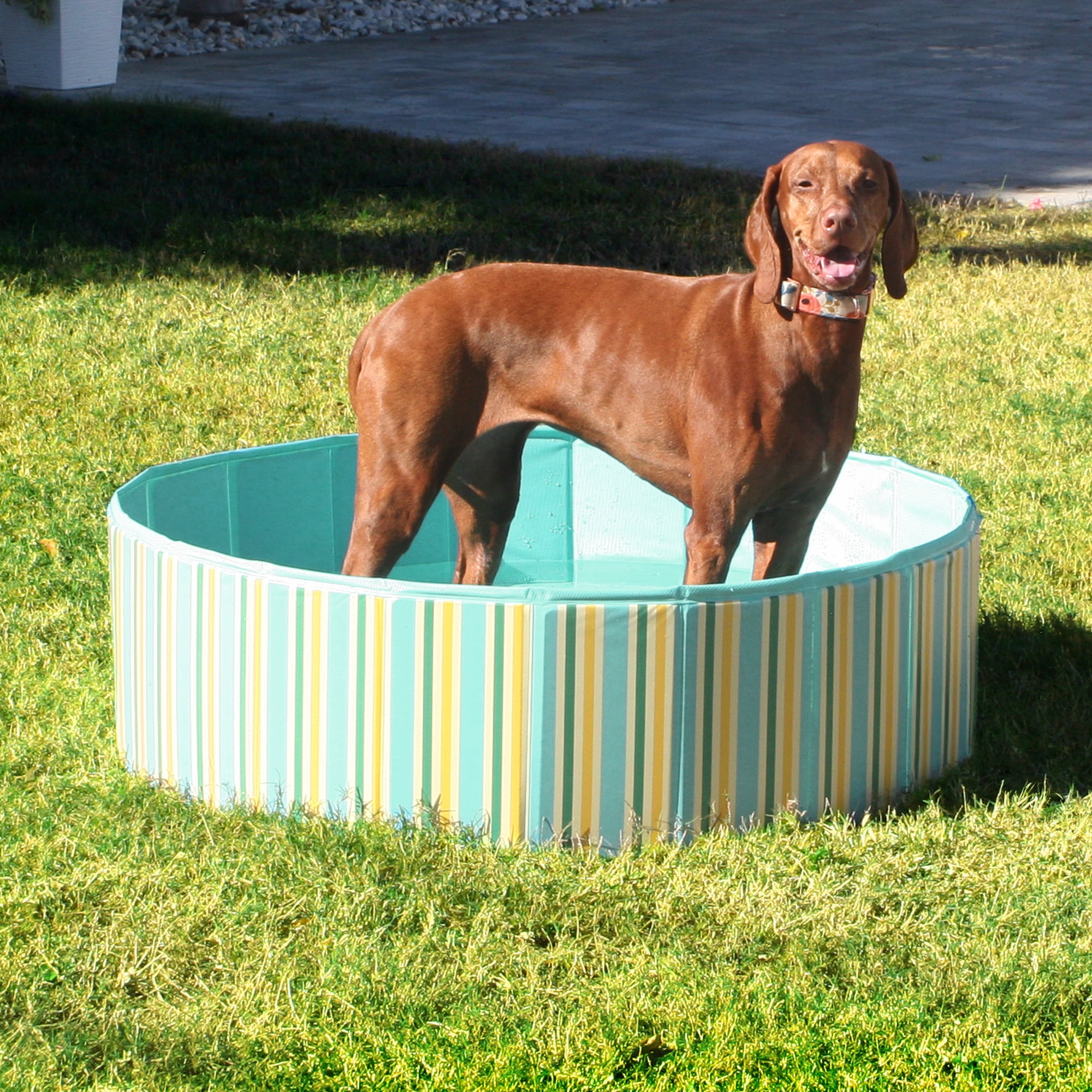 Vibrant Life Round Collapsible Pet Pool, 39"