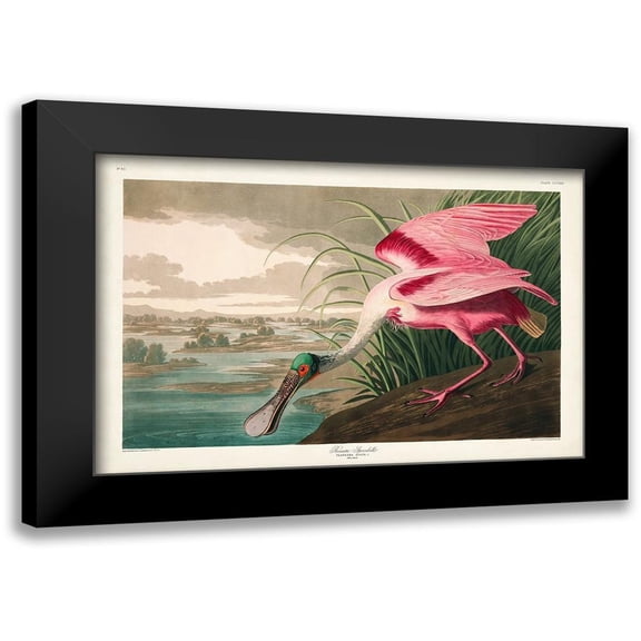 Audubon, John James 14x11 Black Modern Framed Museum Art Print Titled - Pl 321 Roseate Spoonbill