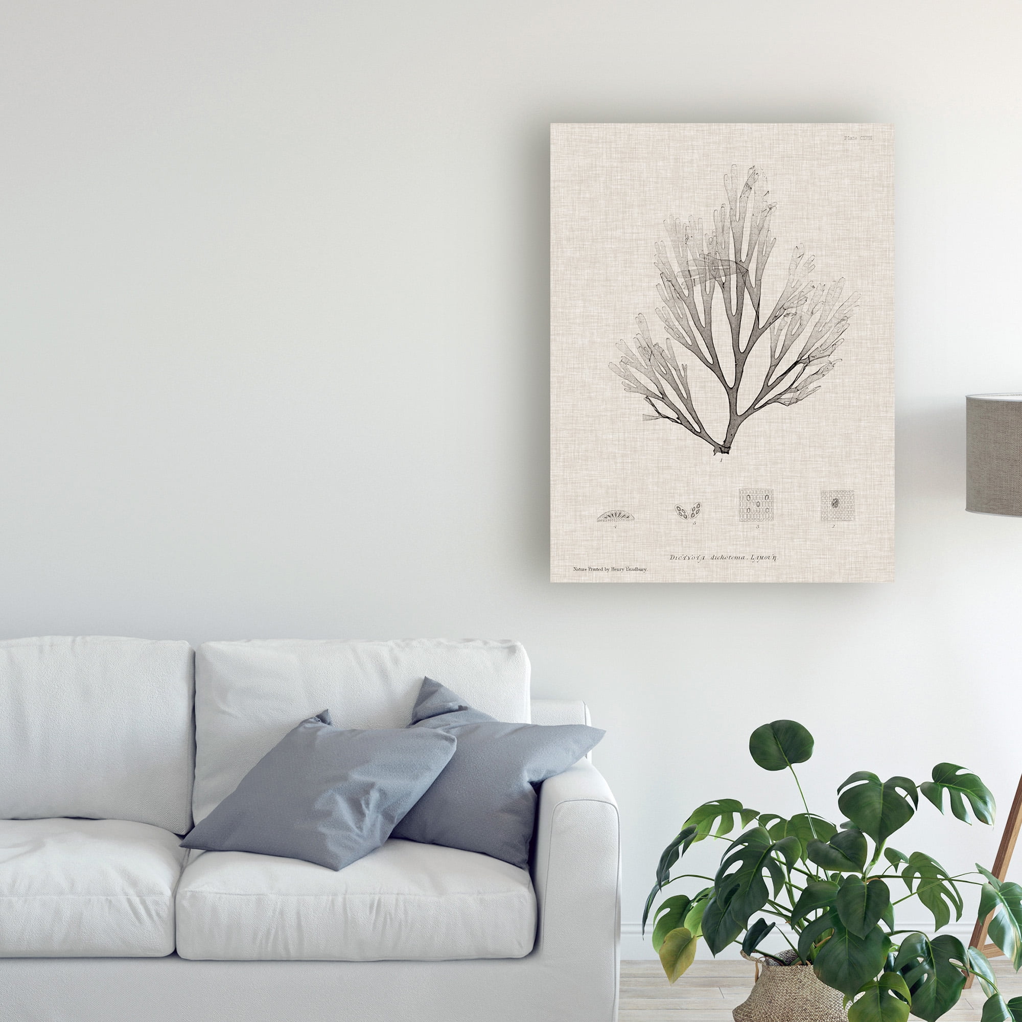 Trademark Fine Art 'Charcoal And Linen Seaweed III' Canvas Art by Henry Bradbury