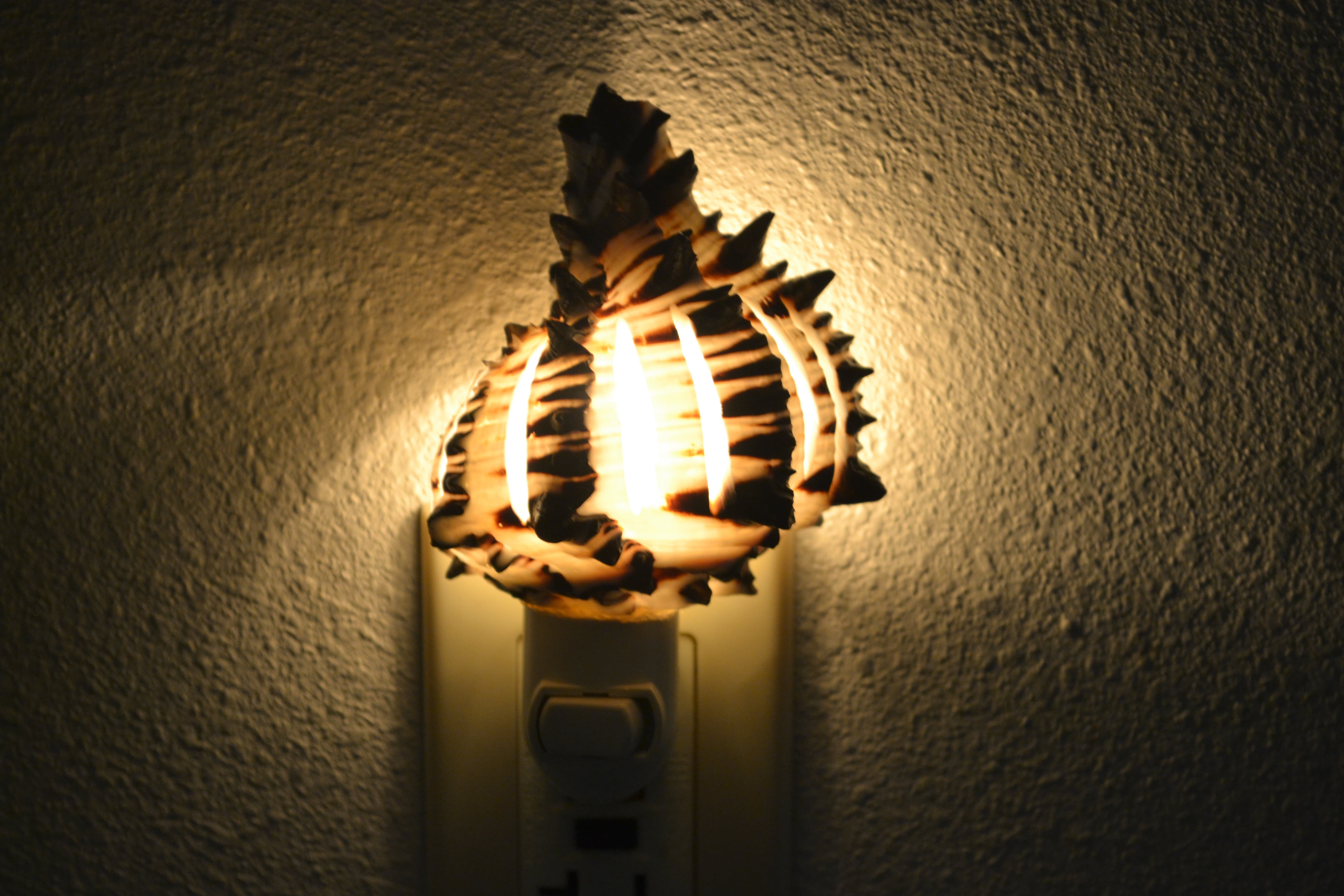 CARVED TIGER COWRIE SURFER BEACH SEA SHELL NIGHT LIGHT KITCHEN #7581 