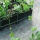 thumbnail image 1 of Garden Plants Climbing Net Nylon Net Morning Glory Flower Vine Netting Support Net Grow Net Holder Trellis Netting Garden ToolsUnited States180x180cm He Qiyong unisex, 1 of 1