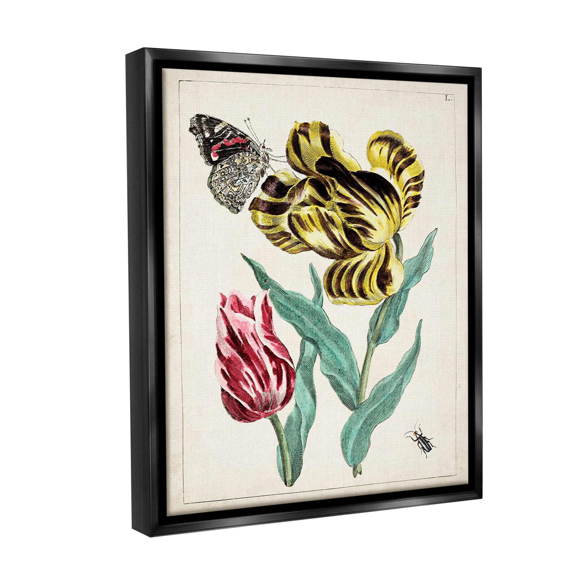 Stupell Industries Vintage Nature & Bugs Botanical & Floral Painting Black Floater Framed Canvas Art Print Wall Art, 17 x 21