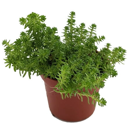 Goldmoss Sedum - Stonecrop Succulent - Sedum sexangulare - 2.5" Pot