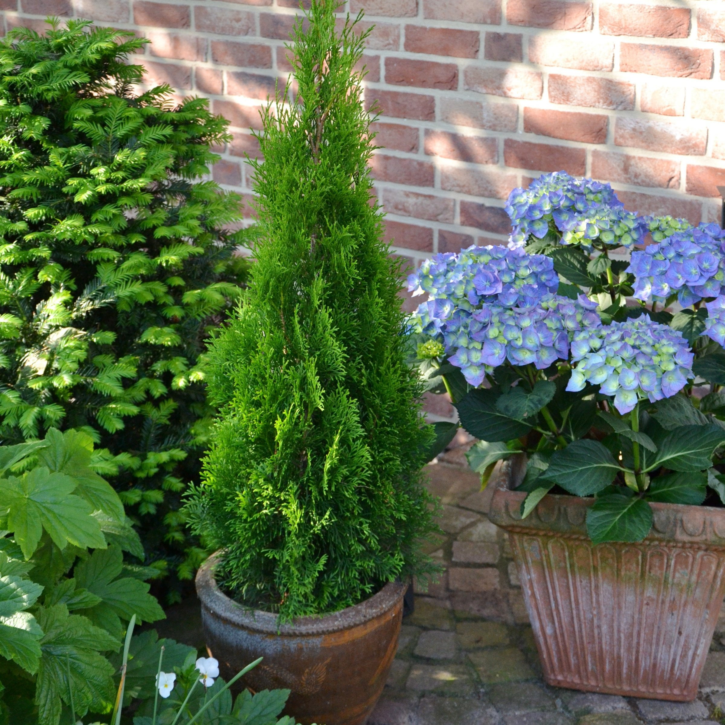 National Plant Network Live Shrub 3 gal Arborvitae 'Emerald Green' with Full Sunlight