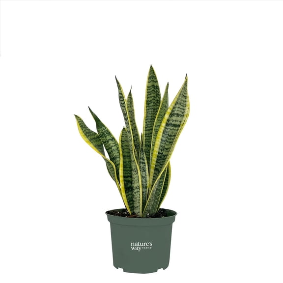 Nature's Way Farms Sansevieria Laurentii Live Plant (8-15 inches tall) in growers pot