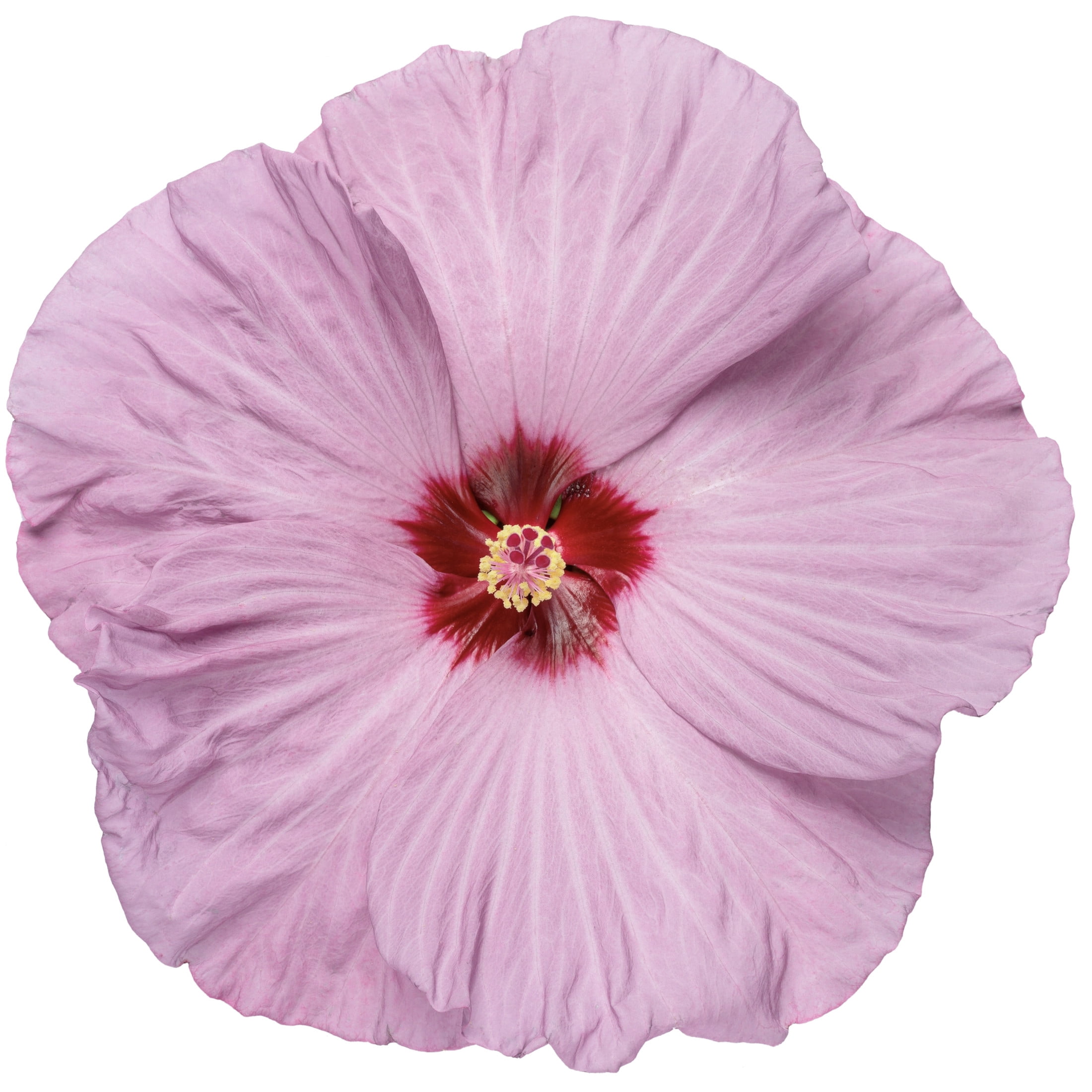 Proven Winners 18" Purple Summerific 'Lilac Crush' Rose Mallow Live Plant in 8.88" Pot