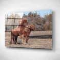 thumbnail image 2 of Epic Art 'Assateague Horses I' by Lori Deiter, Acrylic Glass Wall Art, 16"x12", 2 of 3