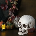 thumbnail image 5 of Guozer Realistic Plastic Skull Skeleton Head Prop for Halloween Party Decor Spooky Halloween Decoration for Indoor Outdoor Yard Bar, 5 of 5