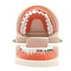 thumbnail image 4 of 1pc Dental Orthodontic Typodont With Ortho Metal Ceramic Bracket Arch Wire Orthodontic Toothed Denture, 4 of 4
