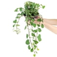 thumbnail image 2 of Sweetheart Ivy Plant (6" Minimalist Pot with Saucer) - Best Trailing Houseplants to Grow in Home and Office - Easy to Care Indoor Plants for Beginners, 2 of 5
