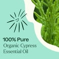 thumbnail image 5 of Plant Therapy Organic Cypress Essential Oil 10 mL (1/3 oz) 100% Pure, Undiluted, Natural Aromatherpay, 5 of 8