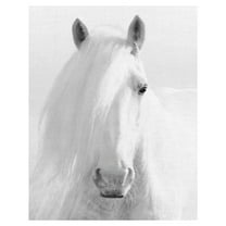 Masterpiece Art Gallery Natural Blonde Horse by Belle Maison Canvas Photo Art Print 22" x 28"