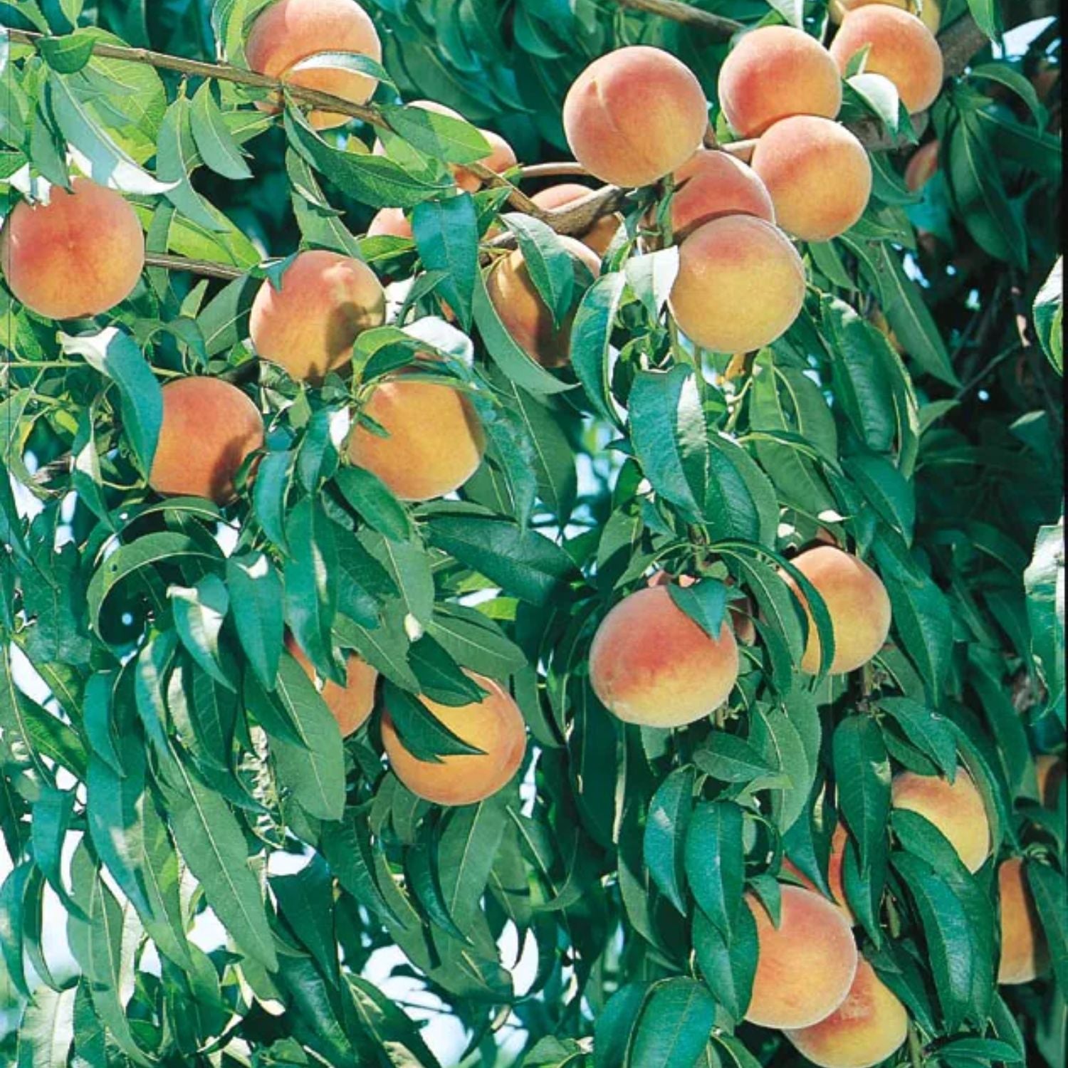 Expert Gardener 1-2 ft. Tall Suwanee Peach Live Tree in 1- Gallon Grower Pot