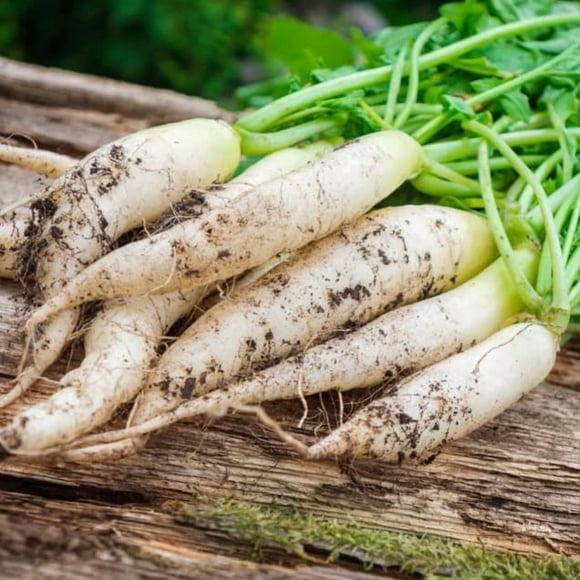 GSDWIUEW 250 White Icicle Radish Seeds – Heirloom, Crisp & Tender Root Vegetable Seeds for Planting in Home Garden, Cool Season Grower