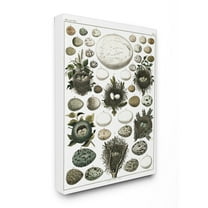 The Stupell Home Decor Collection Eggs and Nests Vintage Illustration XXL Stretched Canvas Wall Art