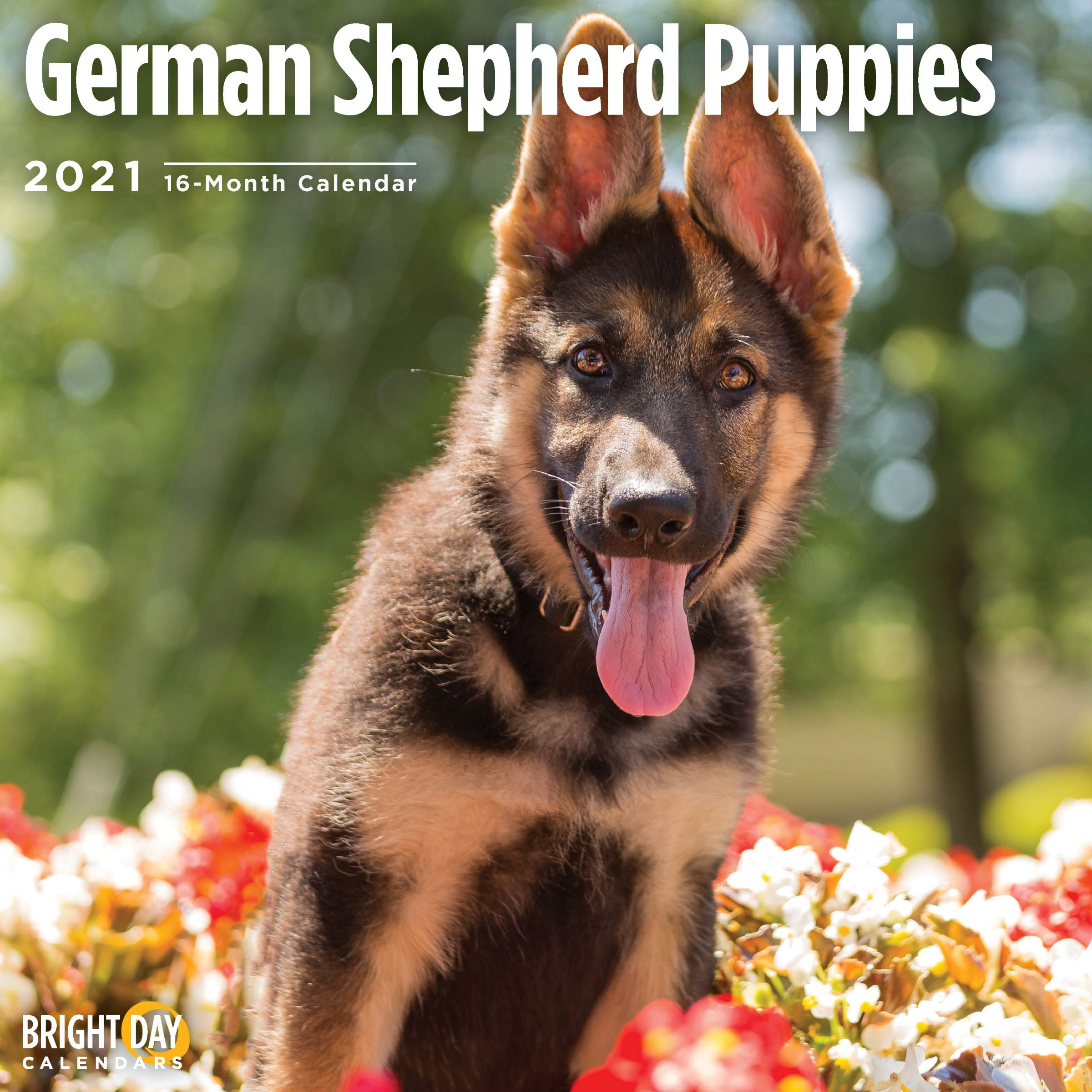 2021 German Shepherd Puppies 12 X 12 Wall Calendar Cute Dog Walmart Com Walmart Com 2021 german shepherd dog show calendar