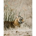 thumbnail image 2 of Straatsma, Leah 26x32 White Modern Wood Framed Museum Art Print Titled - Tiger with Red Florals, 2 of 4