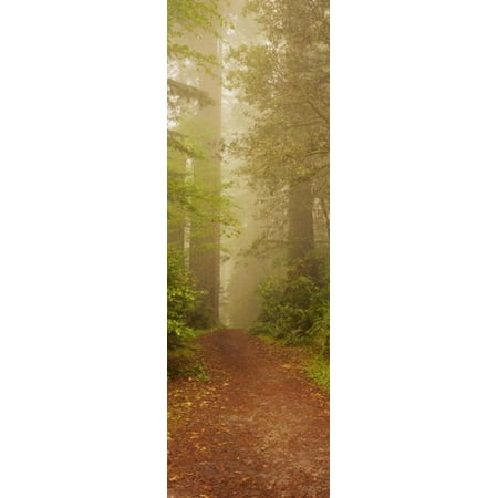 Redwood National Park California Canvas Art - Panoramic Images (12 x (Best National Parks In California)