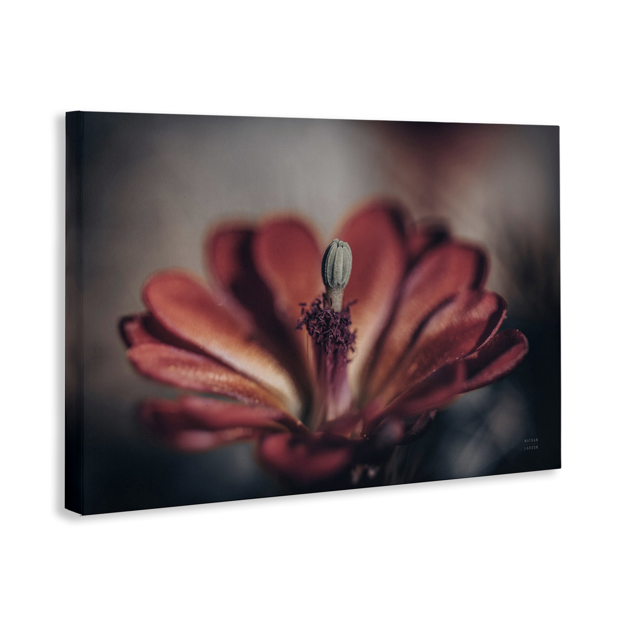 Stupell Industries Red Elevation Bloom Botanical & Floral Photography Gallery Wrapped Canvas Art Print Wall Art, 24 x 16