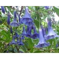 thumbnail image 3 of PEMDASGARDEN 25+ Blue Angel Trumpet (Datura) Flower Plant Seeds, 3 of 5