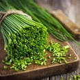 thumbnail image 3 of Allium Drought Tolerant Chives Herb Garden Plant Seeds For Xeriscape Gardens - 1/4 LB, 3 of 5