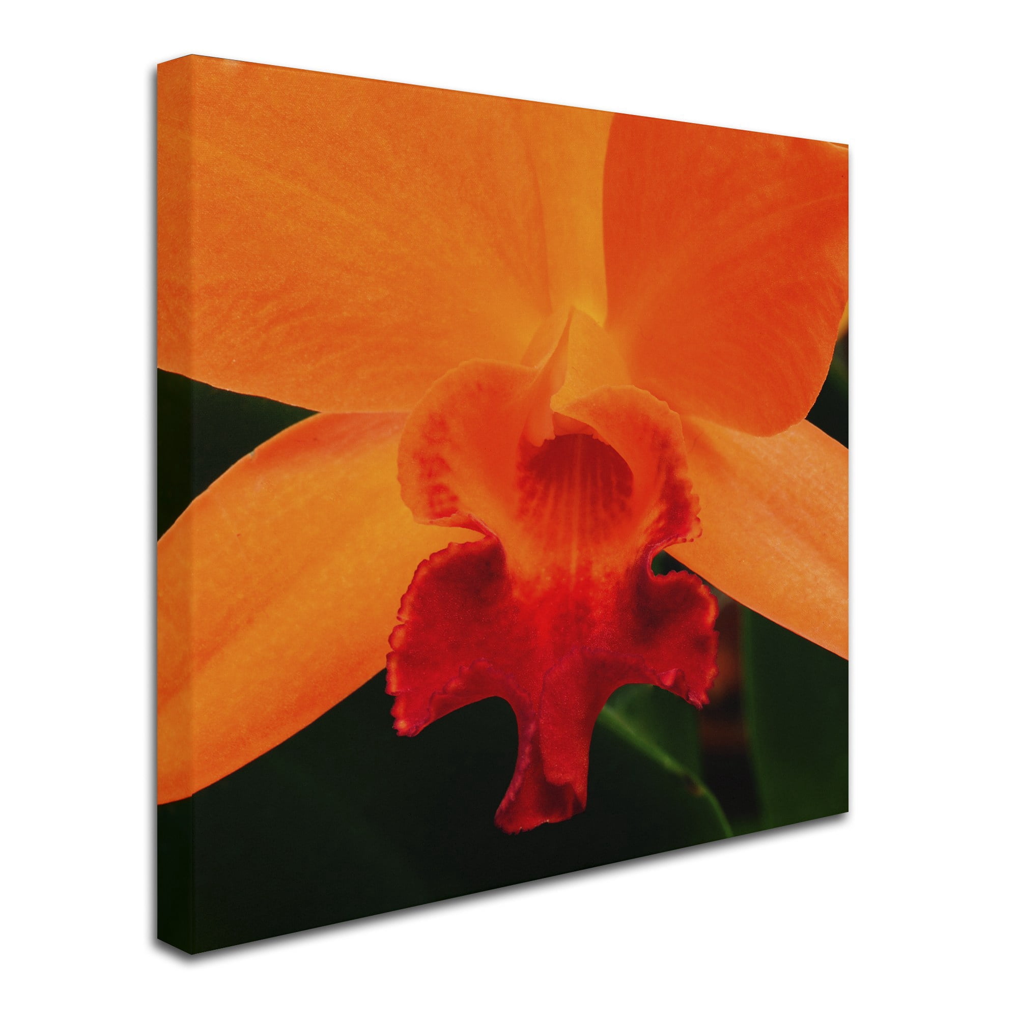 Trademark Fine Art "Brilliant Orchid on Fire" Canvas Art by Kurt Shaffer