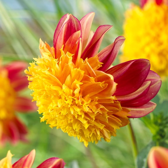 Rock n' Roll Anemone Dahlia Flower Tubers - 3 Bulbs per Pack - Attracts Butterflies and Hummingbirds - Deer Resistant - Good as Cut Flowers - Grows Well In Containers