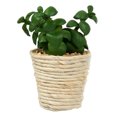 thumbnail image 2 of Vickerman FO191001 Pot de Ficelle Succulente Vert & Rouge 5 Pouces, 2 of 2