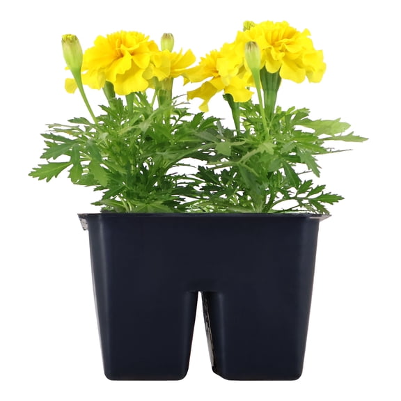 Expert Gardener 6" Yellow Marigold Live Plants in 3" Grower Pot Full Sun 4 Pack
