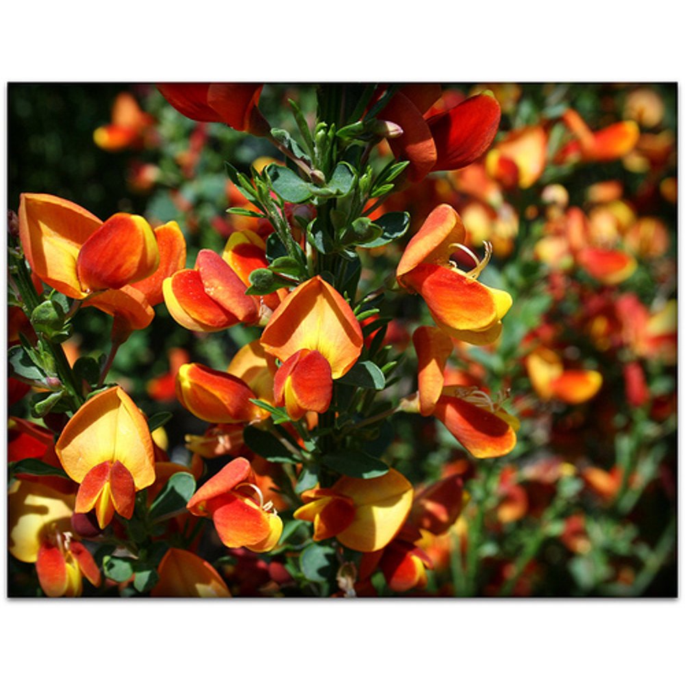 Lena Scotch Broom Shrub Cytisus 4" Pot