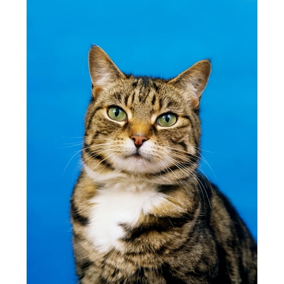 Posterazzi DPI1811913LARGE Tabby Cat Poster Print by The Irish Image Collection, 26 x 34 - Large