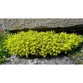 thumbnail image 5 of 200 GOLDEN CARPET SEDUM Acre Gold Moss Stonecrop Flower Seeds, 5 of 11