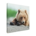 thumbnail image 2 of Trademark Fine Art 'Bear Life IV' Canvas Art by PHBurchett, 2 of 3