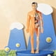thumbnail image 3 of 3D Human Body Model for Kids: DIY Organ Assembly, Educational Biotech Kit for School & Teachers, 3 of 5