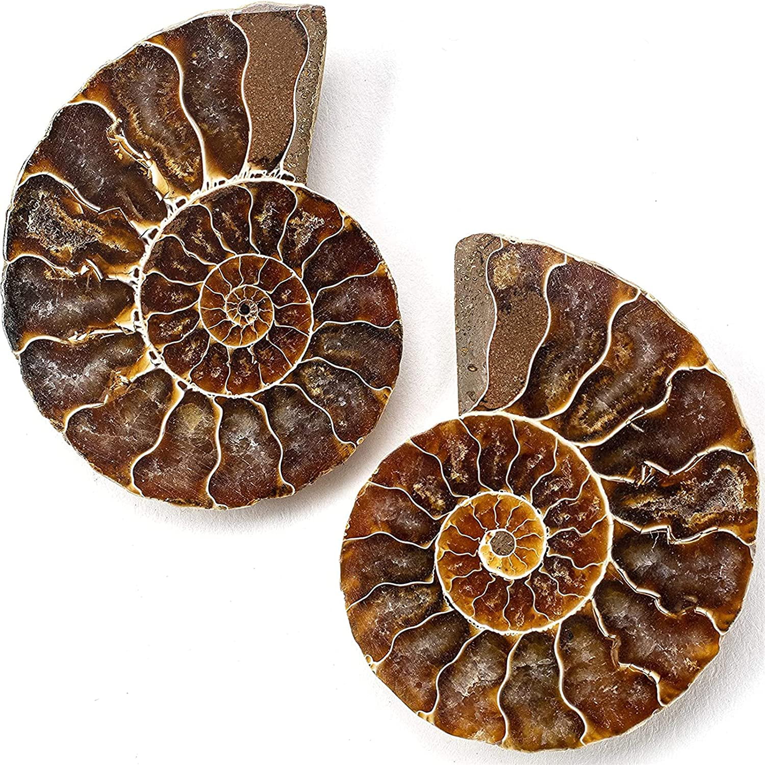 Natural Ammonite Fossil Snail Gemstone 18K Silver Plated Pendant Charm Beads