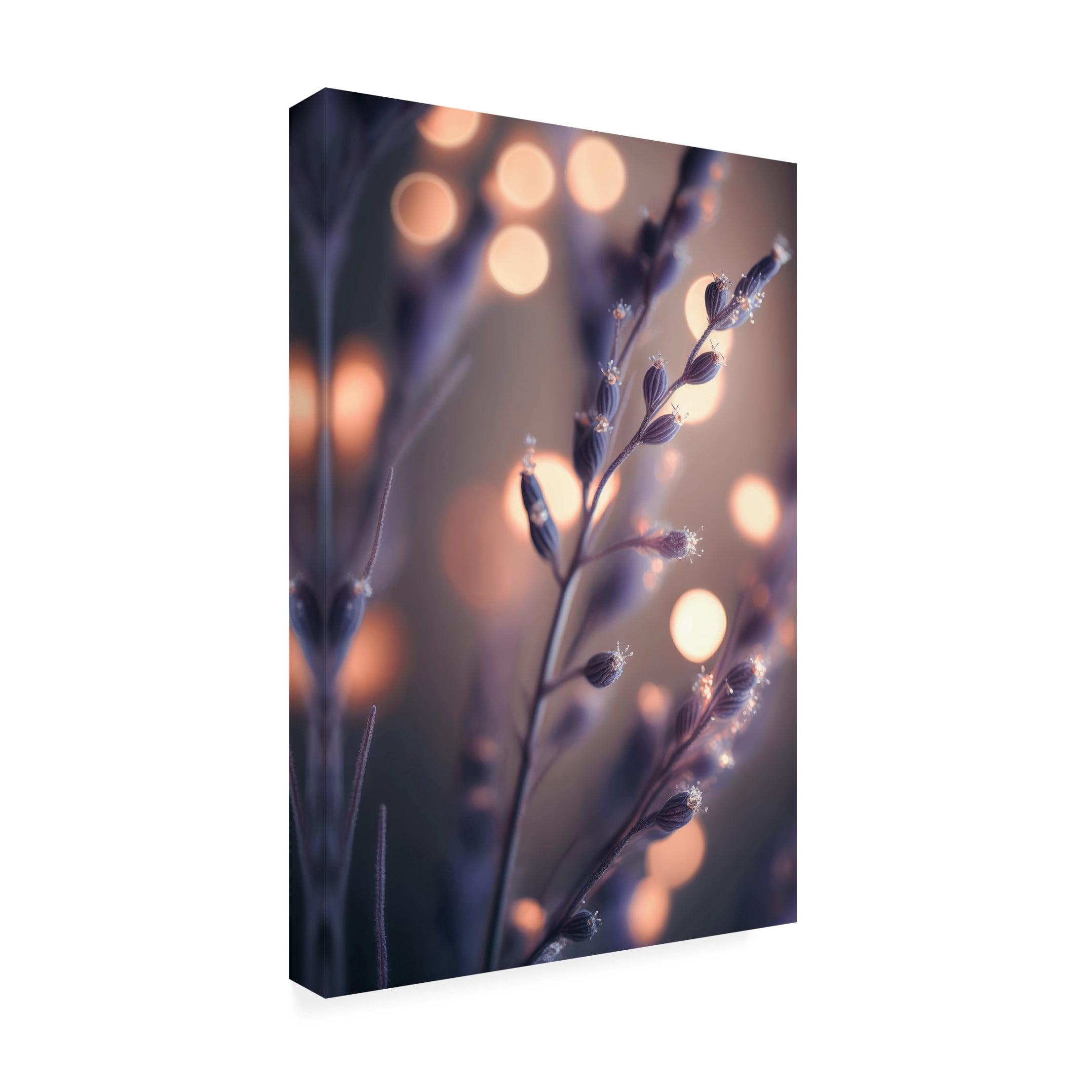 Canvas Wall Art - Treechild 'Lavender Macro' Wall Art for Living Room, Bedroom, or Office D?cor by Trademark Fine Art - 30 x 47 Inches