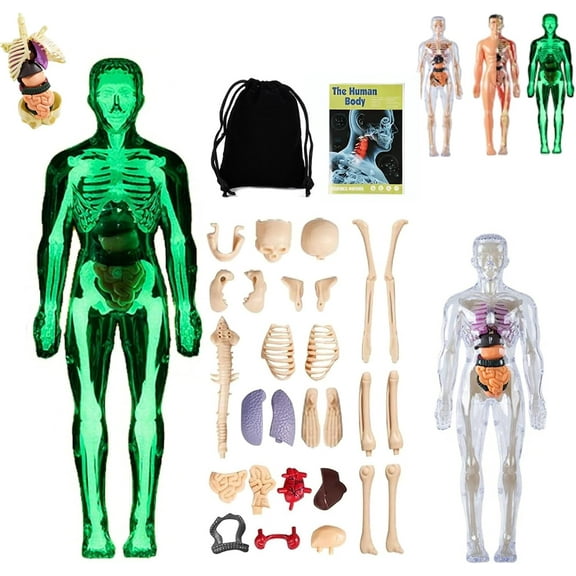 Organizeh Clear Human Body Structure Model, 29 Piece Anatomy Figure 3D Anatomy Kit, 2025 New DIY Assembled Human Torso Organ Model, Removable Organs Bones Assembly Model(Luminous)