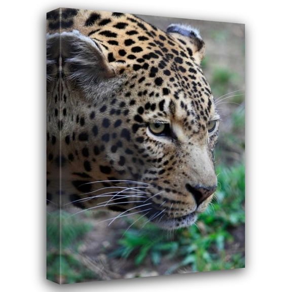 Dana Underdahl 31x44 Gallery Wrapped Canvas Wall Art Titled - Leopard II