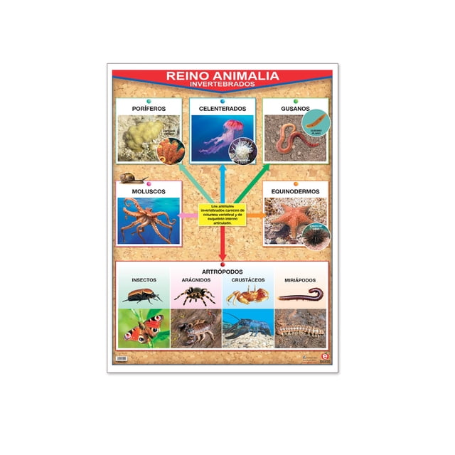 Póster Reino Animalia Invertebrados / Vertebrados Educatodo B-0138-I