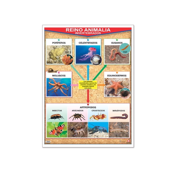 Póster Reino Animalia Invertebrados / Vertebrados Educatodo B-0138-I