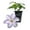 1 Plant, variant on Clematis Silver Moon - Live Starter Plant in a 2 Inch Growers Pot - Starter Plants Ready for The Garden - Rare Clematis for Collectors