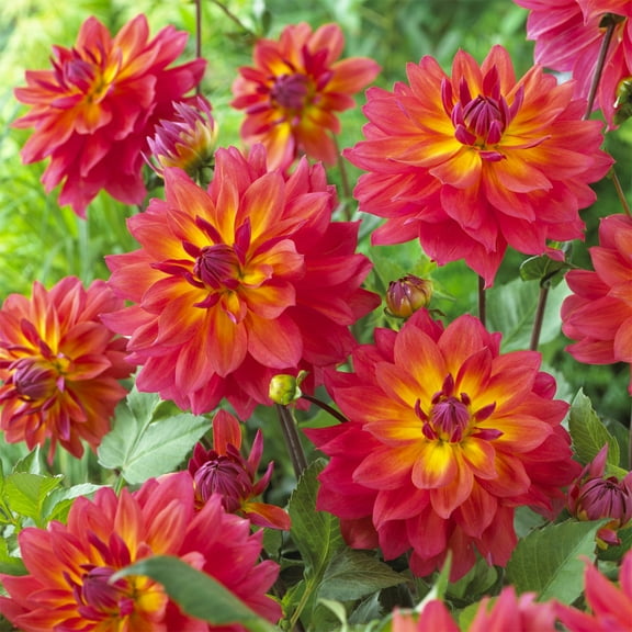 Van Zyverden Dahlias Firepot Set of 5 Bulbs Multicolor Full Sun Annual Easy to Grow
