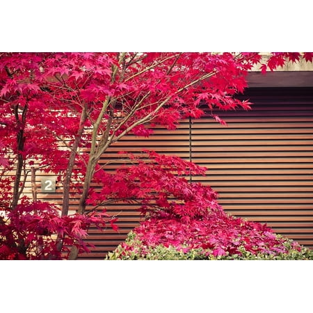 Canvas Print Nature Ornamental Maple Garden Plant Japan Stretched Canvas 10 x (Best Place To Plant A Japanese Maple)