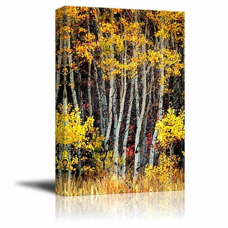 Wall Art Of Trees Canvas Prints Wall Art - Detail of Several Aspen Birch Trees with Golden Yellow Leaves - 16