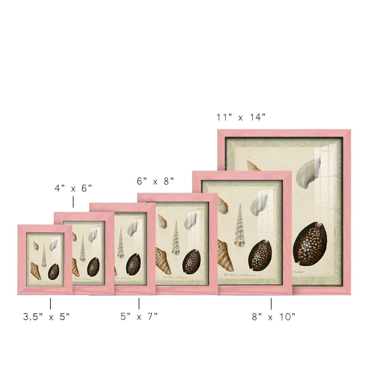 Bookplate Shells IX - Framed Print w/glass - Sunset Pink