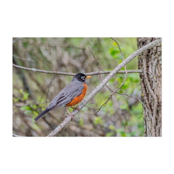 American Robin at Gettysburg Battlefield - Gettysburg Pennsylvania Photography Bird Wildlife Nature Woodland Forest Animal Scenic Unframed Wall Art Print 4 x 6 inches