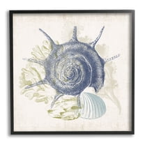 Stupell Industries Intricate Conch Seashell Drawing Layered Coral Botanicals Graphic Art Black Framed Art Print Wall Art, Design by Victoria Barnes